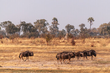 Telephoto shot of a herd of blue wildebeest - Connochaetes taurinus- standing on the Okavango...