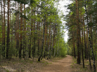 The trail runs between an alley of trees in a green picturesque forest