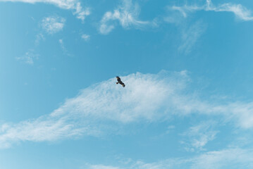 青空を飛ぶ鳥