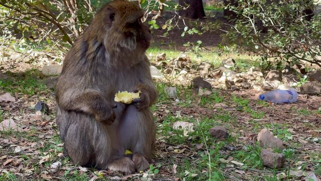 Barbary macaque or macaca sylvanus in its habitat in Cedre Gouraud Forest in Middle Atlas mountains in Morocco between Azrou and Ifrane