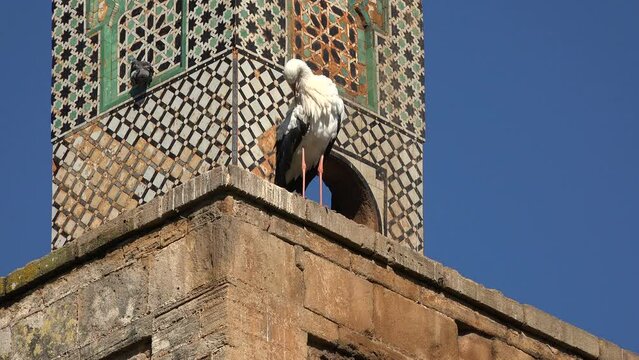 A stork takes a rest on the ruins of the Chellah in Rabat, Morocco
