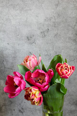 Peony multicolored tulips on a concrete background. - 754286667