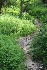 path in the forest