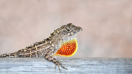 Close-Up of A Brown Anole (Anolis Sagrei) With It's Dewlap