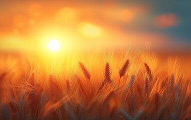 Authentic Image Showcasing Wheat Stalk Silhouettes and a Luminous Orange Sunset