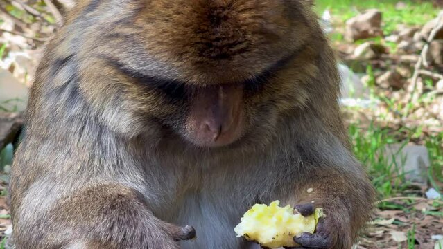 Barbary macaque or macaca sylvanus in its habitat in Cedre Gouraud Forest in Middle Atlas mountains in Morocco between Azrou and Ifrane