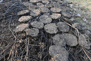 Cow Dung Cakes or gobar upla. Its used as fuel for making food in villages of india. Cow dung is also used in Hindu religious fire yajna as an important ingredient. Hand made cow dung cakes. 