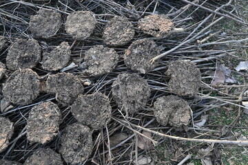 Cow Dung Cakes or gobar upla. Its used as fuel for making food in villages of india. Cow dung is also used in Hindu religious fire yajna as an important ingredient. Hand made cow dung cakes. 