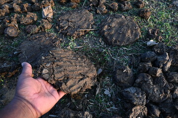 Cow Dung Cakes or gobar upla. Its used as fuel for making food in villages of india. Cow dung is also used in Hindu religious fire yajna as an important ingredient. Hand made cow dung cakes. 