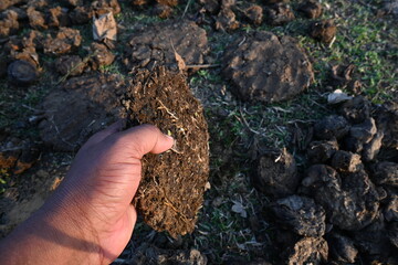 Cow Dung Cakes or gobar upla. Its used as fuel for making food in villages of india. Cow dung is also used in Hindu religious fire yajna as an important ingredient. Hand made cow dung cakes. 