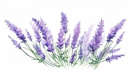 Watercolor lavender flowers on a white background. Organic lavandula herb stems. Medical and aroma lilac herb botanical drawing concept.