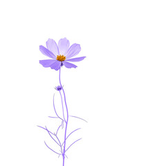Cosmos flower toned purple color isolated on white background. Abstract flower for your design. Selective focus. - 754290859