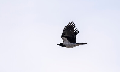 A city bird with beautiful plumage flies
