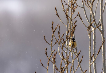 City bird tit sitting on a tree branch in winter
