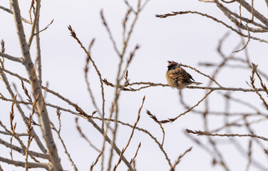 City bird tit sitting on a tree branch in winter
