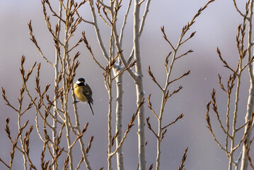 City bird tit sitting on a tree branch in winter
