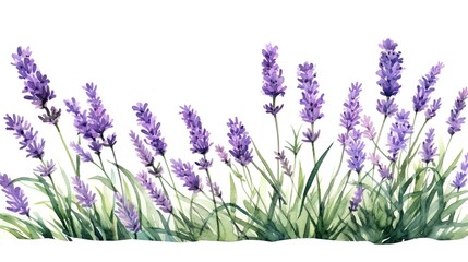 Watercolor lavender flowers on a white background. Organic lavandula herb stems. Medical and aroma lilac herb botanical drawing concept.