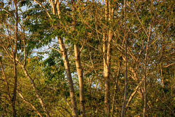 Trunks a branches of trees illuminated by the light of the sunset, in a forest near the colonial town of Villa de Leyva in central Colombia.