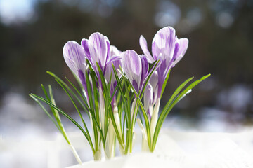 Crocus in the snow outdoors in spring Concept of spring
