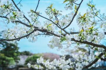 鎌倉の神社に咲く桜