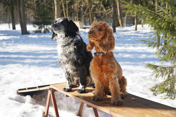 Two spaniel dogs in training. Training for a dog