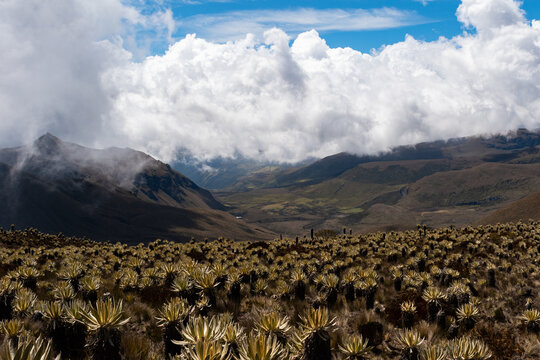 Colombian paramo