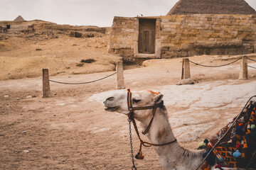 A camel walking at Egypt