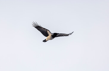 A city bird with beautiful plumage flies
