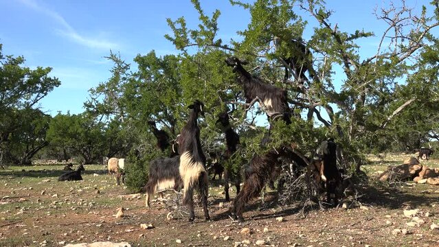 Goats climb the argan tree and eat leaves in rural Morocco
