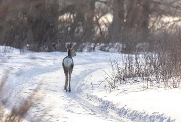 Fotobehang wild animal roe deer in natural habitat in winter © Ivan