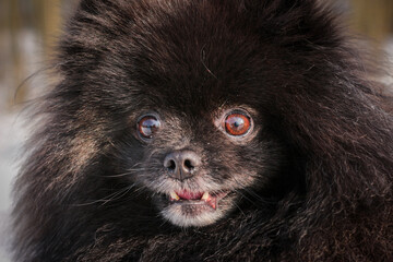 Beautiful black Pomeranian Spitz walking in the park against the snow in the forest. A walk with a pet dog.