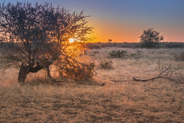 Travelling through a dry bushveld landscape covered in acacia trees at sunset, Kruger National...