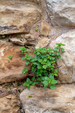Stone wall at The Citadel Garden in Zefat, Safed, Tzfat, Israel.
