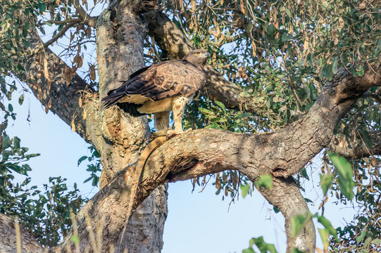 Martial eagle (Polemaetus bellicosus) eating a Common Water Monitor Lizzard (Varanus salvator) lying in a tree hollow, Kruger National Park, South Africa