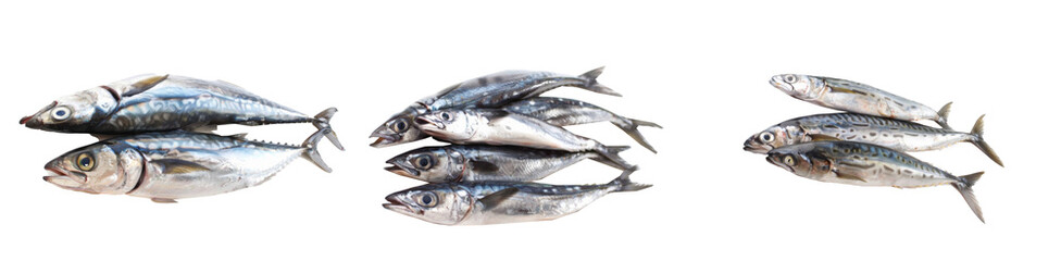 Spanish Mackerel on white background