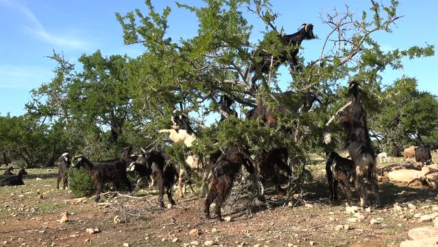 Goats eat leaves and argan nuts from a tree in rural Morocco