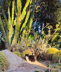 Gorgeous Park Palmreal in the city of Alicante
