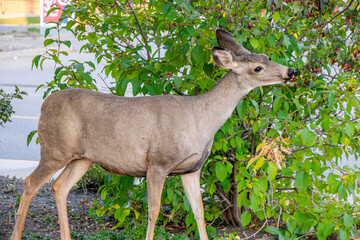 Mule deer in the town of Canmore, Rocky View County, Alberta, Canada