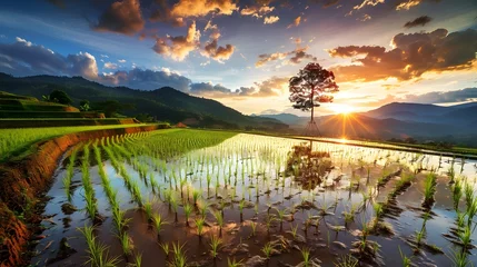 Rugzak Thailand. Rice terraces agricultural sceneries. Rice fields with asian farmers. Vector illustration. People planting and grow rice in rainy season. © Ziyan Yang