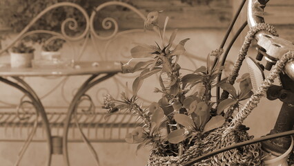 Fototapeta na wymiar Vintage Sepia Tone Garden Scene with Wrought Iron Furniture and Plants