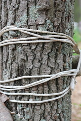 A rope tied around a tree trunk in the forest.