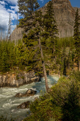 Tokkum Creek through the trees Kootenay National Park British Columbia Canada