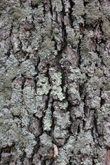 bark of a tree