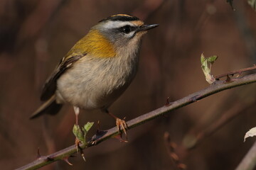 Fire crest bird.