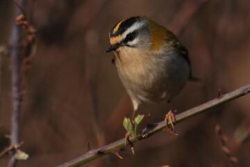 Fire crest bird