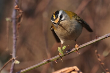 Fire crest bird