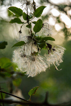 The fluffy airy seeds of the Clematis cirrhosa vine which grows wild climbing trees in Israel. Other names  Early Virgin's Bower,  Traveler's Joy. 
