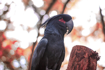 The king cockatoo or Probosciger aterrimus is a large black cockatoo, has red cheek skin and a large black beak. On his head there is a big crest that can be straightened