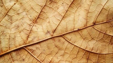Close up of Fiber structure of dry leaves texture background. Cell patterns of Skeletons leaves, foliage branches, Leaf veins abstract of Autumn background