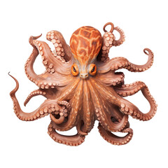 octopus isolated on white background